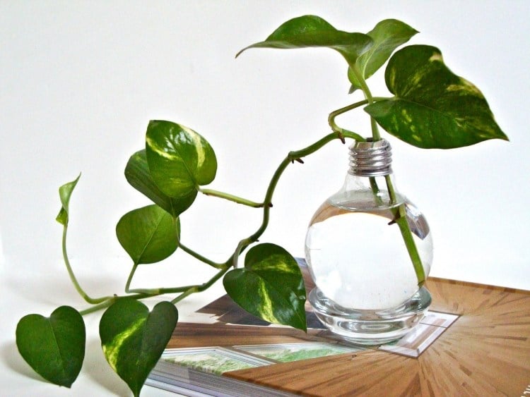 wohnung-dekorieren-ideen-selber-machen-wenig-geld-vase-gluehbirne-wasser-pflanze