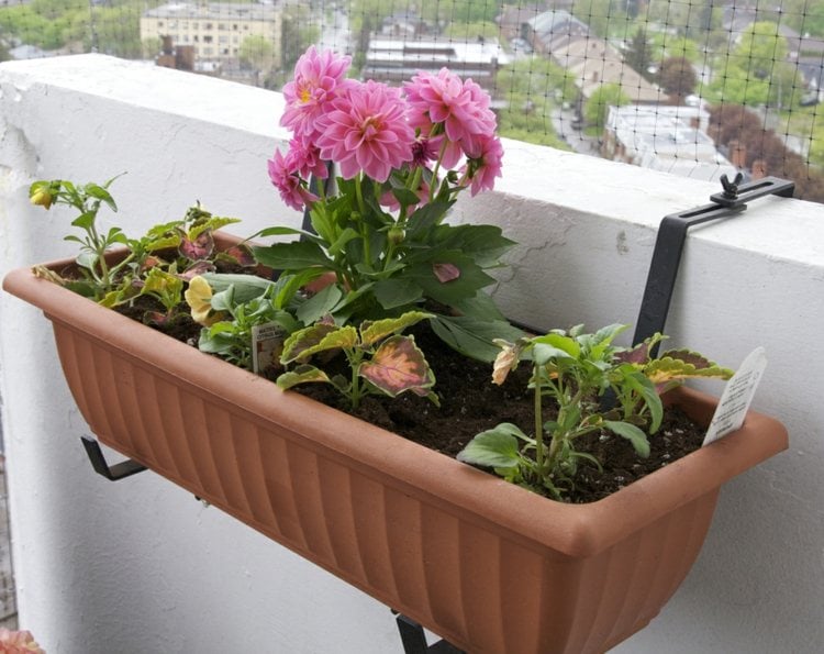 balkonbepflanzung ideen dahlie rosa blumenkasten idee outdoor deko