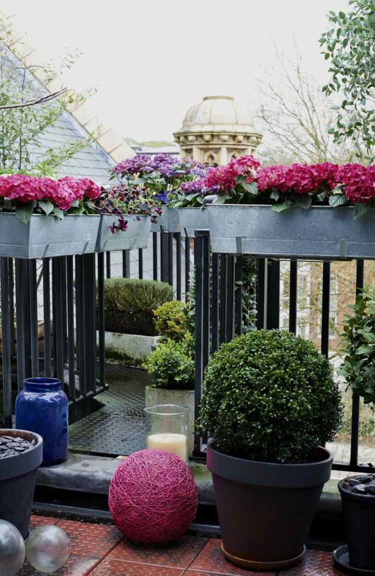 balkonbepflanzung ideen hortensie pink buchsbaum pflanzkuebel gelaender metall
