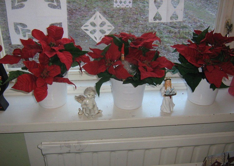 fensterbank-deko-innen-weihnachten-rote-weihnachtssterne-pflanzen-weisse-toepfe
