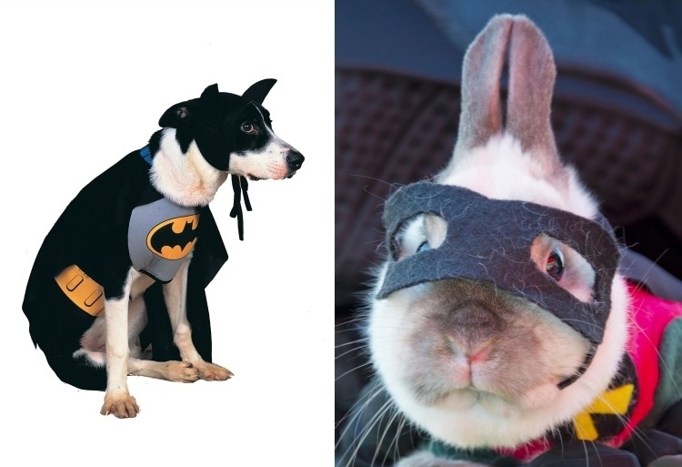 halloween-verkleidung-maenner-selber-machen-superheld-haustiere-lustig-diy-hund-kanninchen