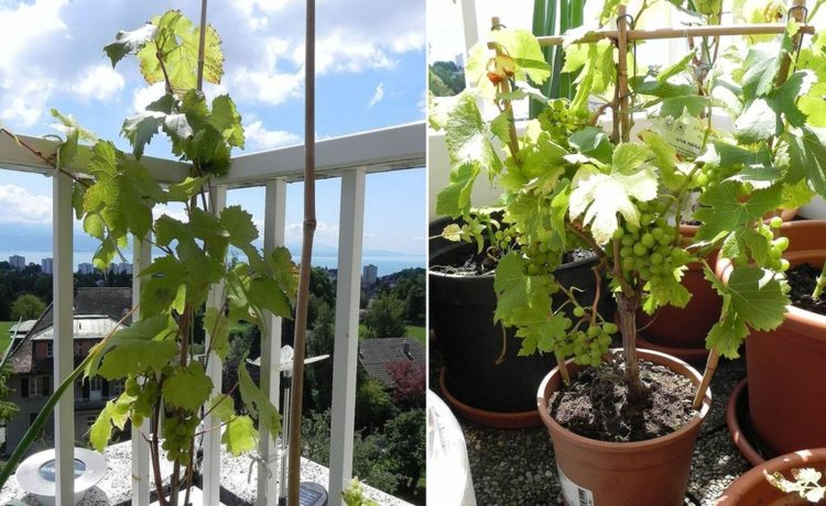 ideen balkonbepflanzung fruechte weintrauben pflege weiss gelaender