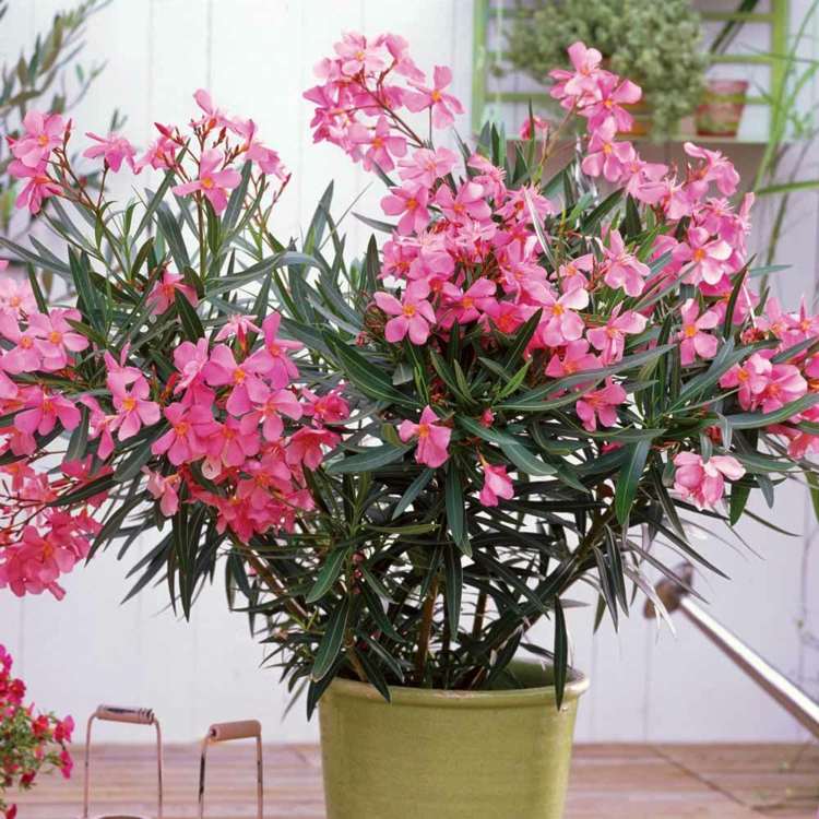 ideen balkonbepflanzung oleander tipps sonne mediterran pink blueten