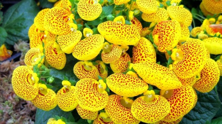 ideen balkonbepflanzung pantoffelblume gelb punkt muster braun