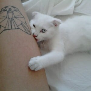 Katzen Tattoo