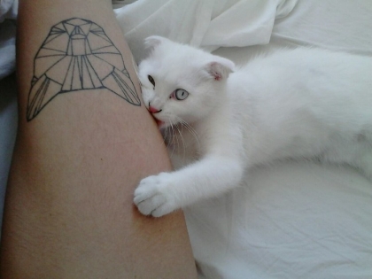 39 Katzen Tattoo Ideen Motive Bilder Und Bedeutung