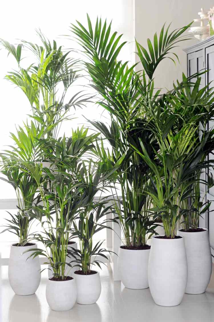 zimmerpflanzen wenig licht kentiapalme attraktiv tropisch sauerstoff weiss pflanzkuebel