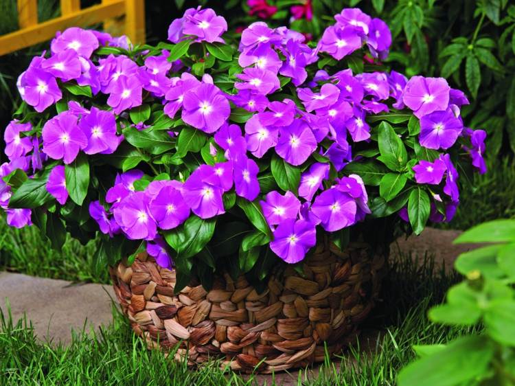 zimmerpflanzen wenig licht vinca blueten violett pink lila haengepflanze bodendecker
