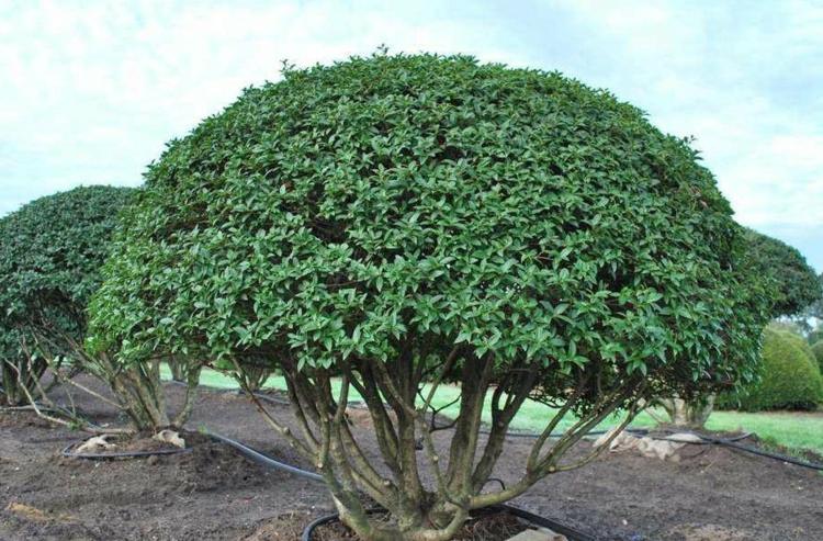 alternative-buchsbaum-duftbluete-baum-gestaltung-blueten-tipps-sonne-standort