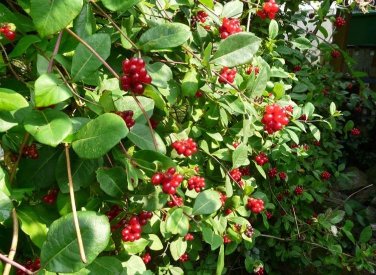 alternative-buchsbaum-heckenkirsche-rot-fruechte-kletterpflanze-inspiration