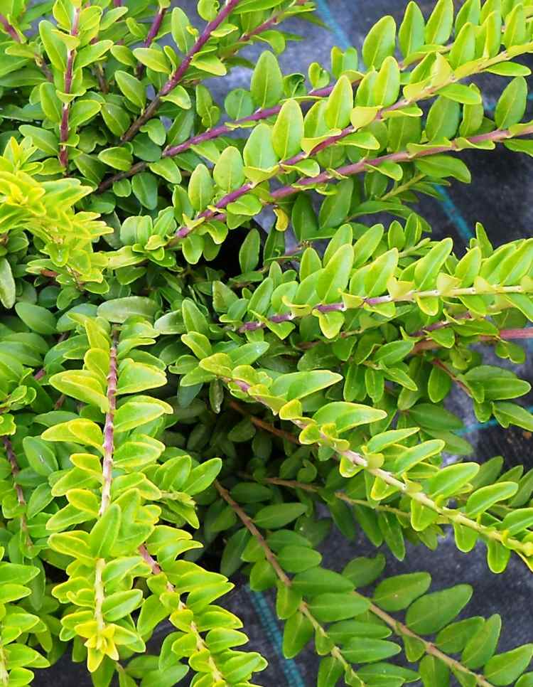 alternative-buchsbaum-heckenmyrte-lang-zweige-hellgruen-blaetter-gartendeko