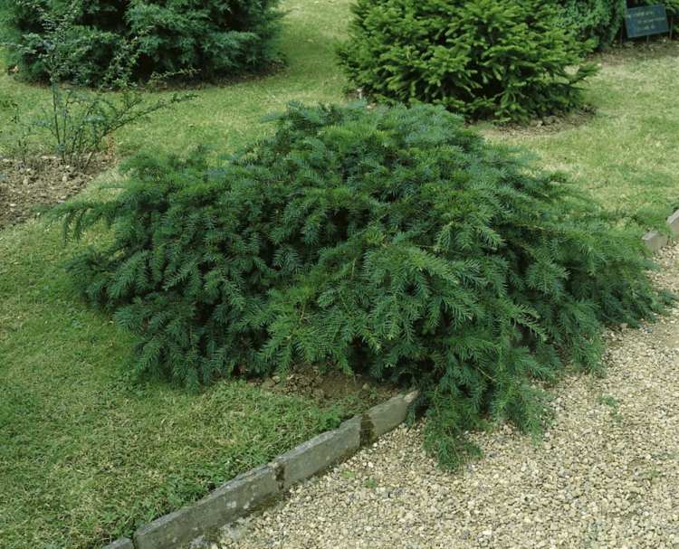 alternative-buchsbaum-kriecheibe-pflanze-bodendecker-hecke-gestalten