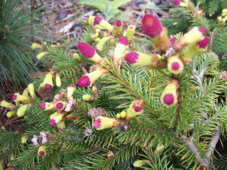 alternative-buchsbaum-kugelfichte-interessant-look-zapfen-gelb-rosa-huebsch