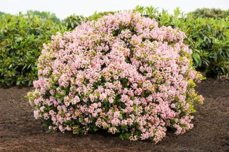 alternative zum buchsbaum bloombux-rhododendron-mini-busch-blueten-rosa