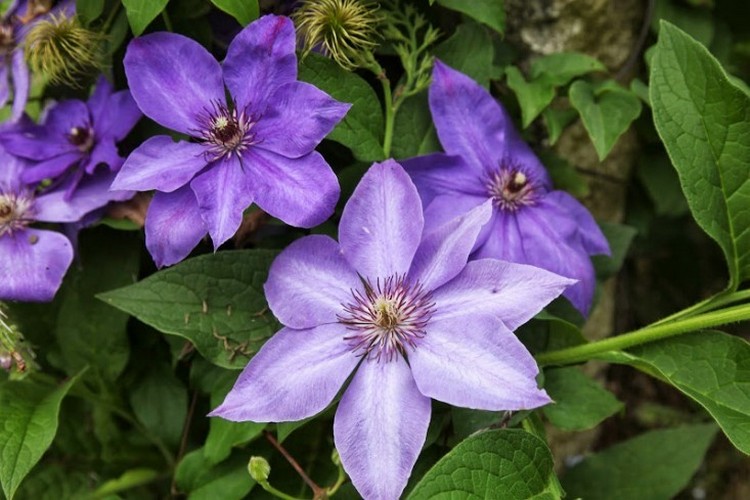 Clematis Sorten