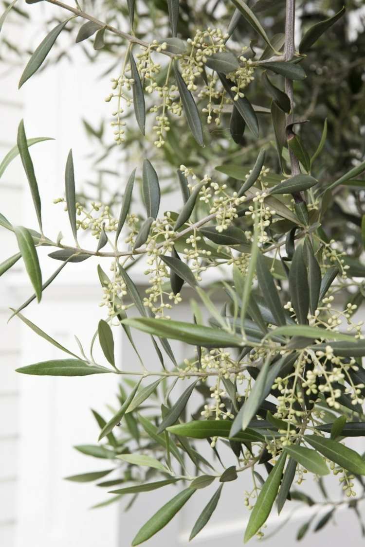 gartengestaltung-mediterrane-olivenbaum-idee-exotisch-stil-blueten-inspiration