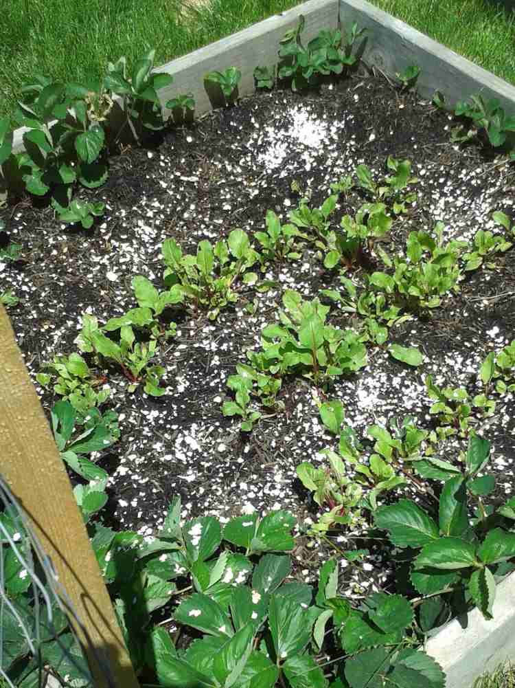 gartenternds-2016-traumgarten-eierschalen-duengen-erde-pflanzen