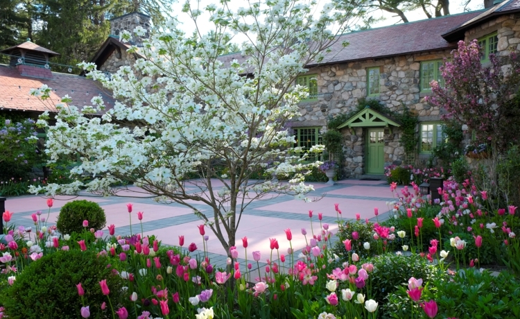Hartriegel im Garten