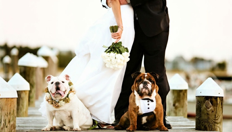 Hochzeit mit Hund gaeste-idee-frack-bulldogge-blumenkranz-braeutigam-braut