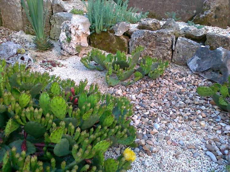 moderne-gartengestaltung-mit-steinen-idee-steingarten-kaktus-sukkulente-kies