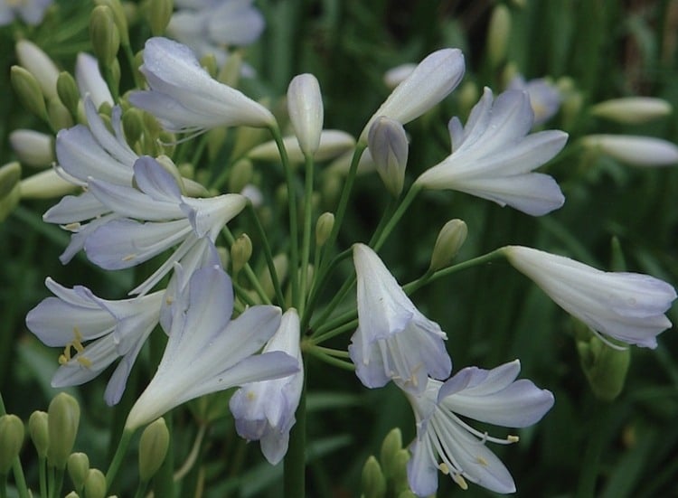 Pflanzen für den Garten -weiss-silber-blueten-immergruen-schmucklilien-Agapanthus-Silver-Baby