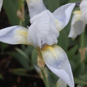 Pflanzen für den Garten