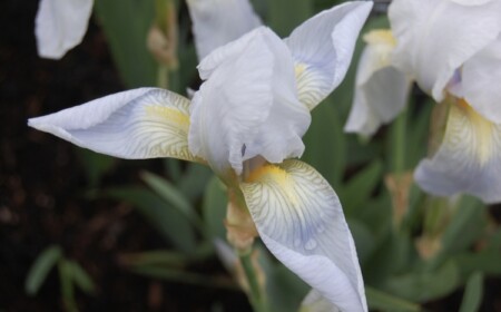 Pflanzen für den Garten