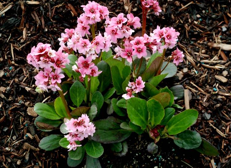 pflanzen-nadelbaeumen-bergenie-attraktiv-rosa-blueten-rot-weiss