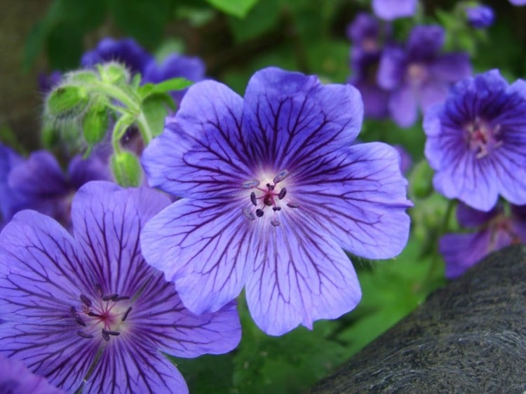 pflanzen-nadelbaeumen-geranium-violett-anspruchslos-blume-pflege-einfach