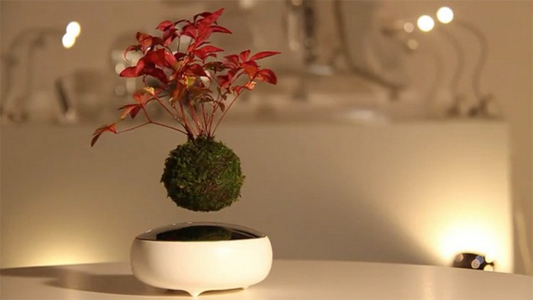 schwebende-bonsaibaume-magnet-schuessel-wurzelball-abstand
