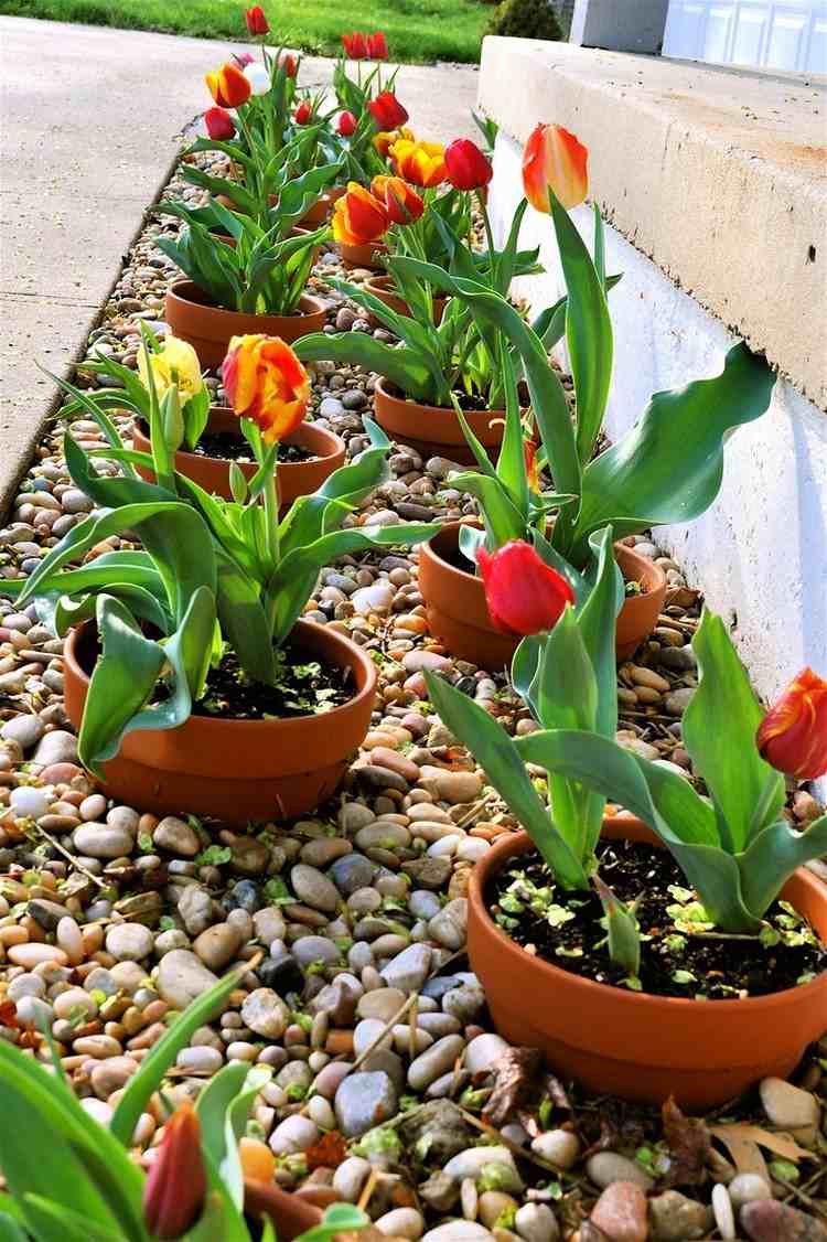 steinbeet-vorgarten-kies-tontoepfe-tulpen