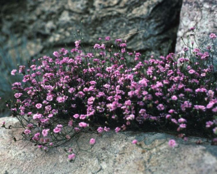 Bodendecker Pflanzen Kriechende-Gipskraut-Pink-star-Gypsophila-repens-steingarten