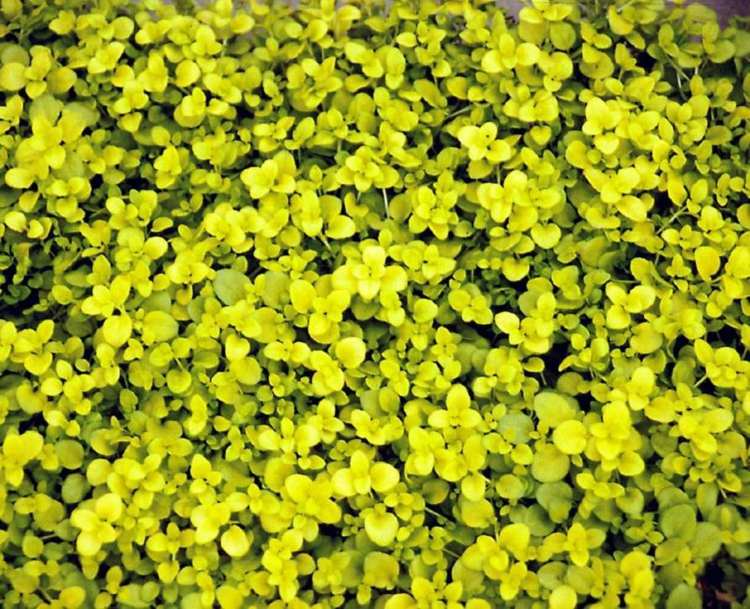 Bodendecker Pflanzen kriechender-Ehrenpreis-hellgruene-blaetter-gelb-Veronica-repens-Sunshine
