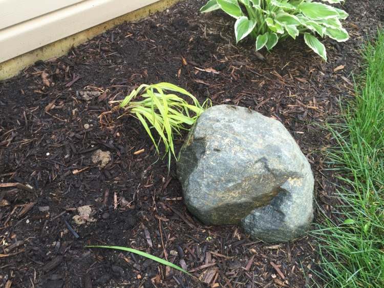 Ideen für Gartengestaltung babypflanze-japanisches-waldgras-hellgruen-holz-mulch-beet-stein