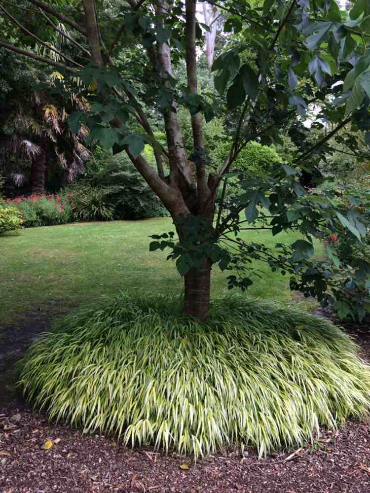 Ideen-Gartengestaltung-japangras-blumenbeet-kreis-feigenbaum-halbschattiger-standort-holz-mulch