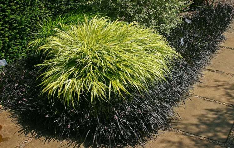 Ideen-Gartengestaltung-japangras-bueschel-farbkontrast-blumenbeet-gartenweg-schwarzer-schlangenbart-Ophiopogon