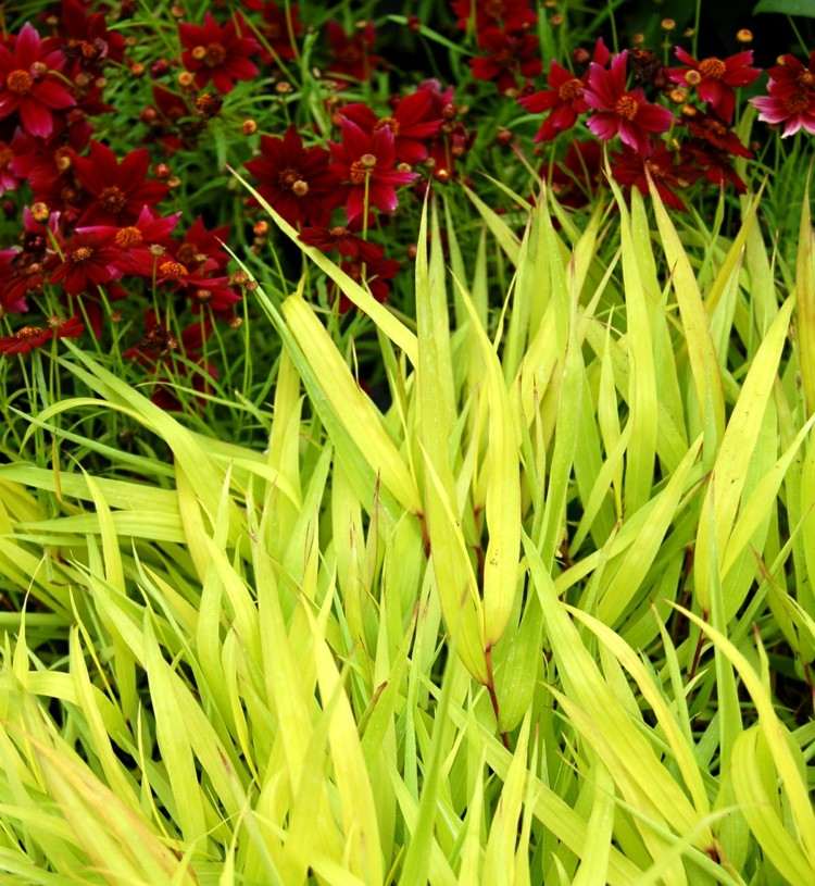 Ideen-Gartengestaltung-japangras-hellgruene-blaetter-farbkontrast-bodendecker-schmuckkoerbchen-Cosmos-bipinnatus-farbkontrast-bodendecker
