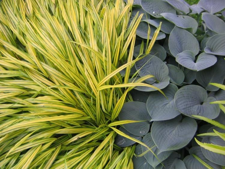 Ideen für Gartengestaltung japangras-zweifarbige-blaetter-funkia-Hosta-Halcyon-farbkontrast-bodendecker