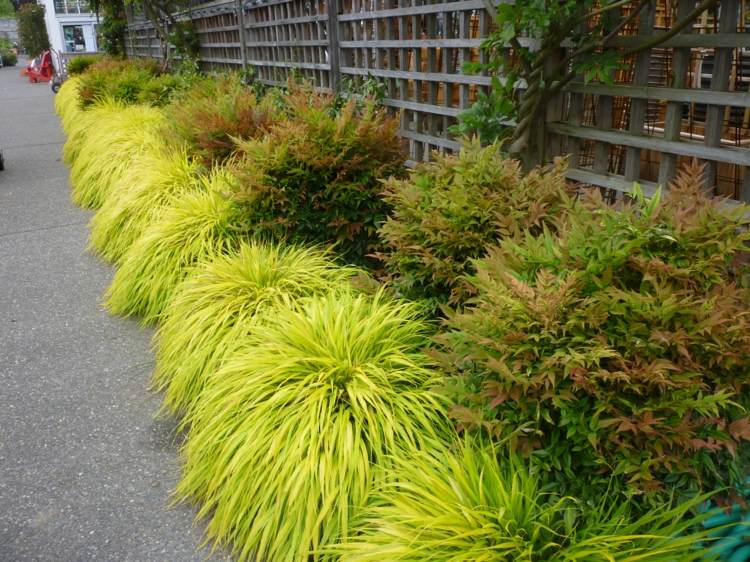 Ideen für Gartengestaltung japanisches waldgras-blumenbeet-hellgruene-blattschmuckpflanze-bueschel-holzzaun