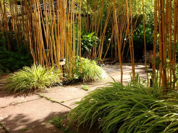 Ideen-Gartengestaltung-japanisches-zwergschilf-hellgruene-bueschel-bamus-gehweg-steinplatten