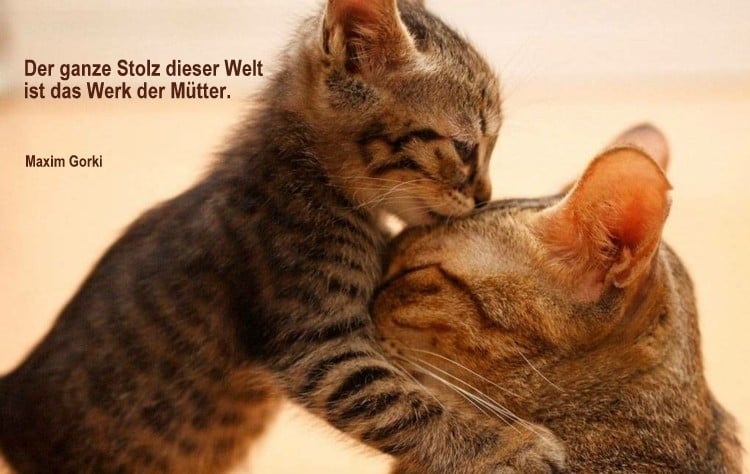 Muttertagssprueche-Gedichte-muttertag-danke-mama-mutterliebe-kuss-katzen-kaetzchen