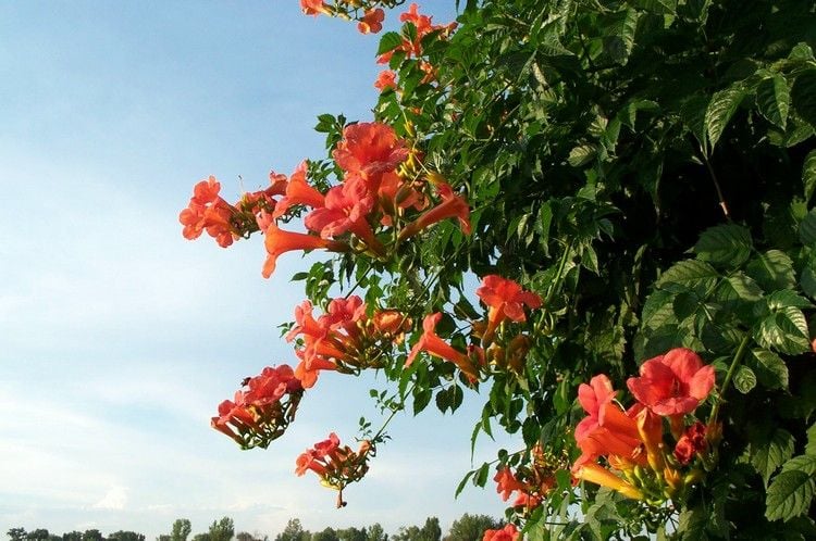 bluehende-kletterpflanzen-trompetenblume-Campsis-tagliabuana