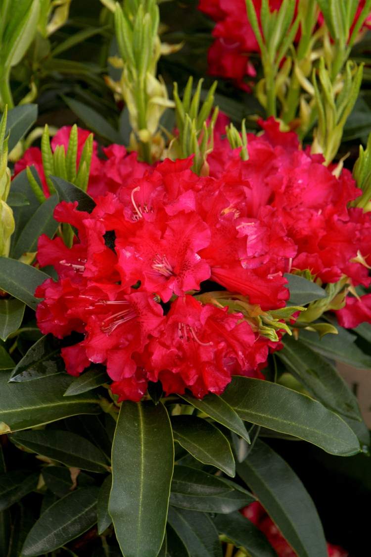 garten gestalten rhododendron-bluete-pink-rot-strauch-attraktiv