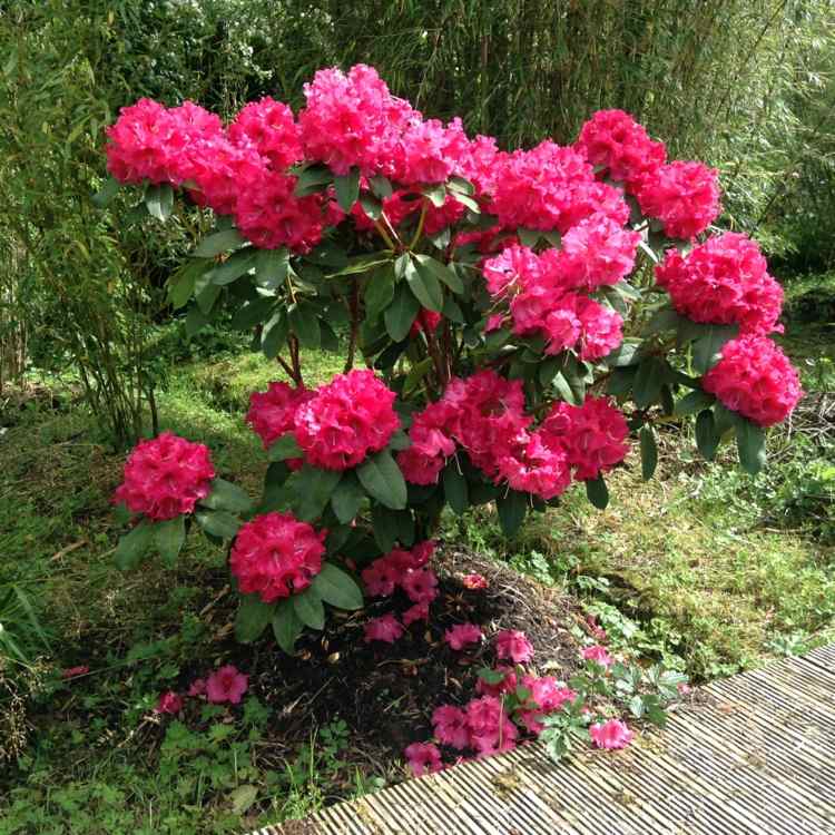 gestalten-garten-rhododendron-deko-blueten-pink-attraktiv-immergruen