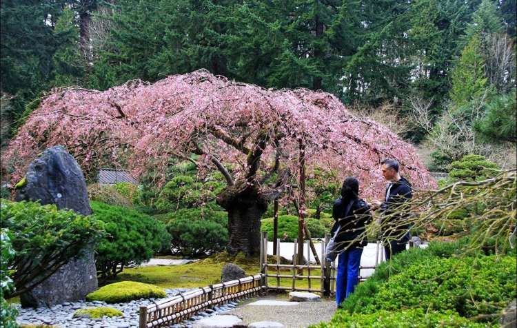 haengebaeume-garten-rosa-blueten-kirschbaum-japanisch