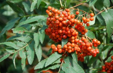 Hängebäume im Garten