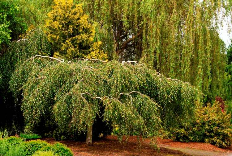 hängebäume im garten birke-klein-park-gestaltung-weide-huebsch