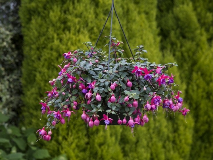 haengepflanzen-blumenampeln-fuchsia-rosa-lila-blueten-schwarz-haengeampel