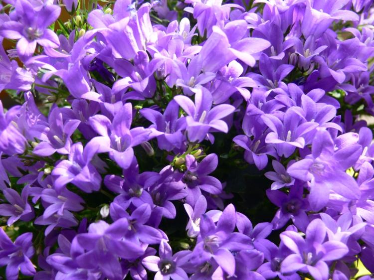 Hängepflanzen für Blumenampeln glockenblumen-campanula-lila-blueten