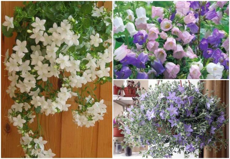 haengepflanzen-blumenampeln-glockenblumen-campanula-weiss-rosa-lila-blueten